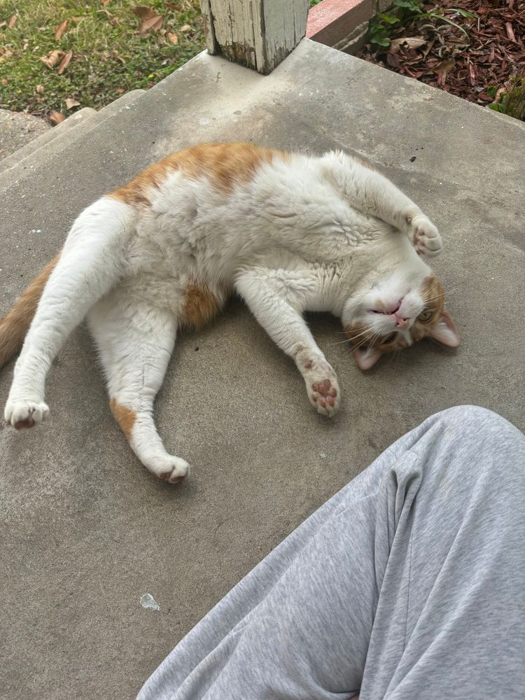 White and tan cat rolling around on her back playfully 