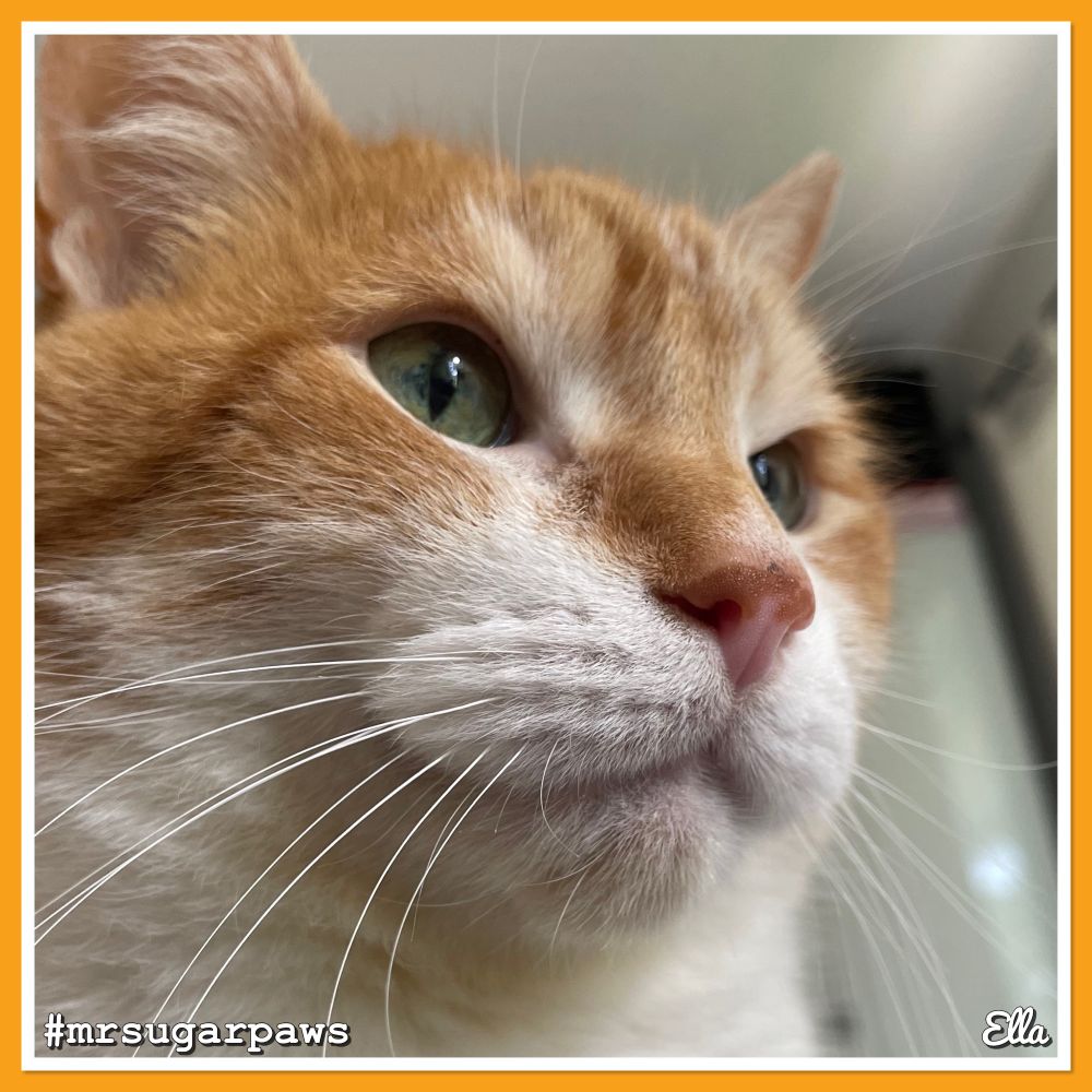 Close-up of a cat's face with orange and white fur, green eyes, and a pink nose. The image has an orange border with the hashtag #mrsugarpaws in the bottom left corner.
