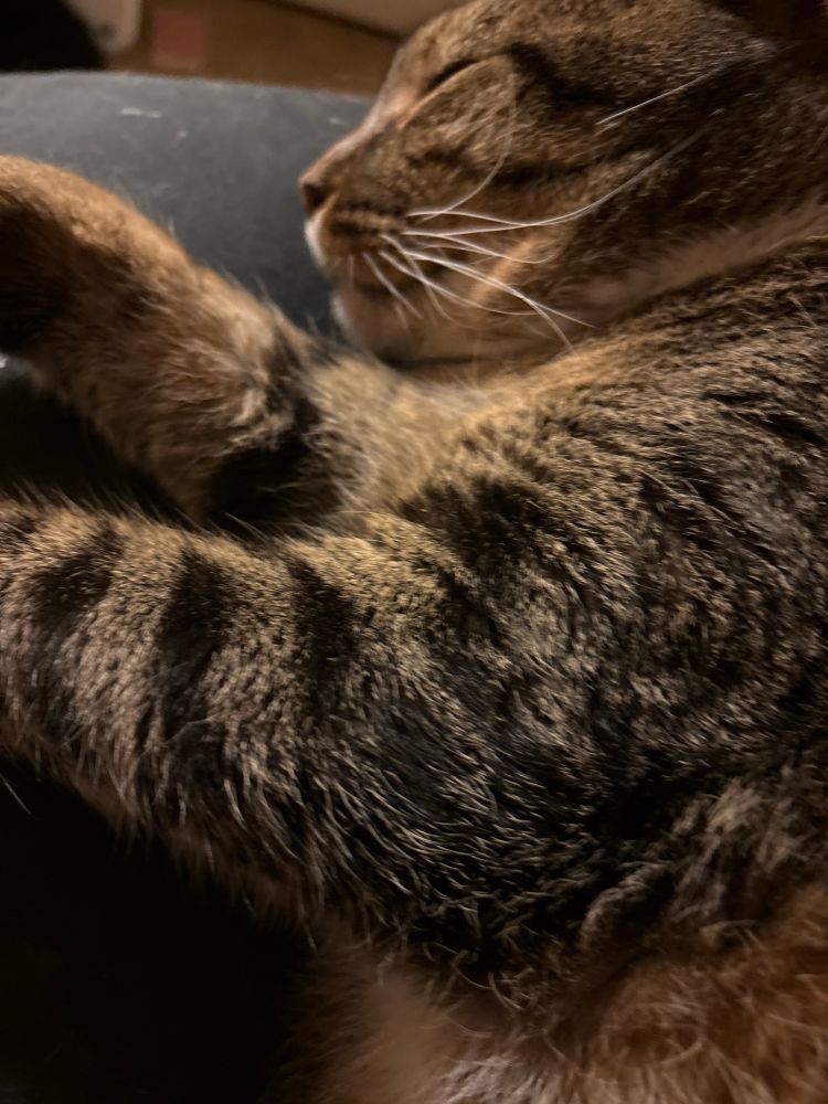 Stripey kitty boy 