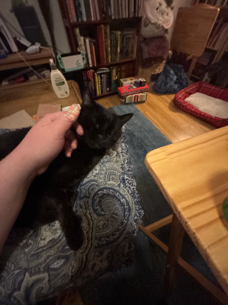 American shorthair cat named Langston Mews who was born early in the first Trump administration and drinks deep from the evil well of mankind’s decisions. He is being petted by me with a hand with a bandaid on my thumb im a martyr for the kitchen i’m a kitchen bitch i get so sliced and diced by me me and my decisions aw shiiiit 