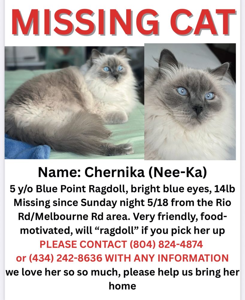 LOST CAT:
Our 5 y/o blue-point ragdoll Charnika Blin went missing last night (Sunday night) between 6 and 8pm, from our house on Rio Road near the intersection with Melbourne Rd. 

Because we did not see her slip out of the house, there’s a small chance she’s hiding somewhere inside, but it’s against her routine and temperament. We have torn the house apart and as of 10am Monday, we have seen no sign of her since before 6pm on Sunday. 

She’s a very friendly cat, and very food motivated. She responds to her name (Nika, pronounced Nee-ka). She is about 14lbs, and will “ragdoll” if you pick her up. If you’re in the Locust Grove/Pen Park area of Charlottesville please keep an eye out. Please share this post, too.

Chernika is our baby, our lady, our sweetest girl. We love her so so much, and we’re devastated to the core that she’s missing. Thank you so much for helping us bring her home. 

Please contact us with any information you might have, my number is 804-824-4874.