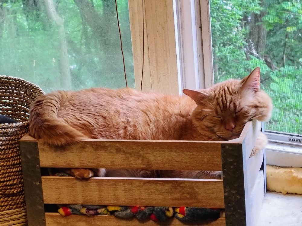 Fat orange cat sleeping in a wooden box with slates, he's spilling out of it