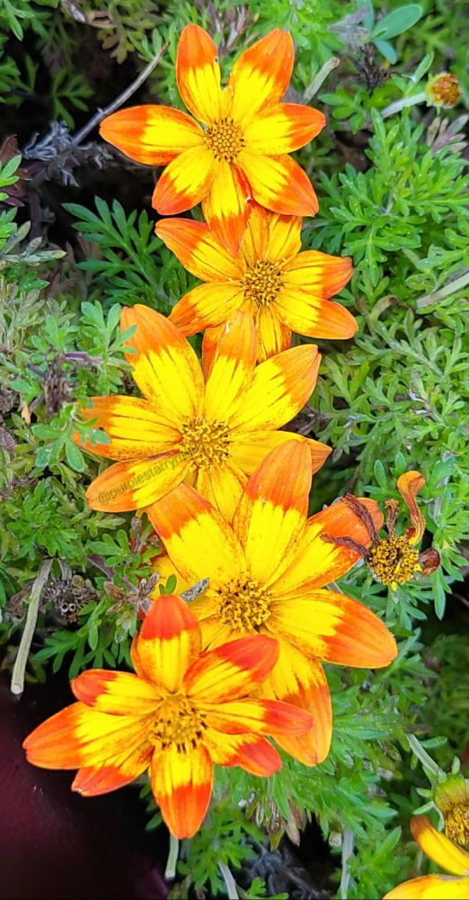 Bright orange-yellow flowers