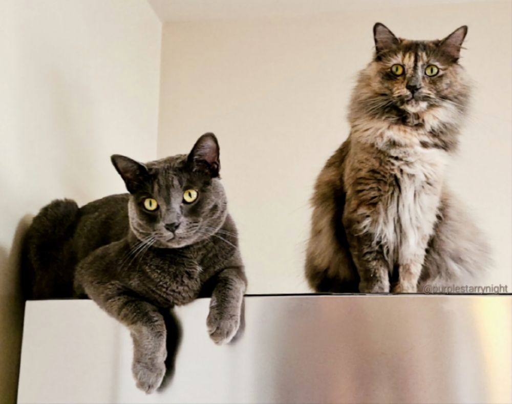 Grey cat and long haired tan swirl cat on top of frig.