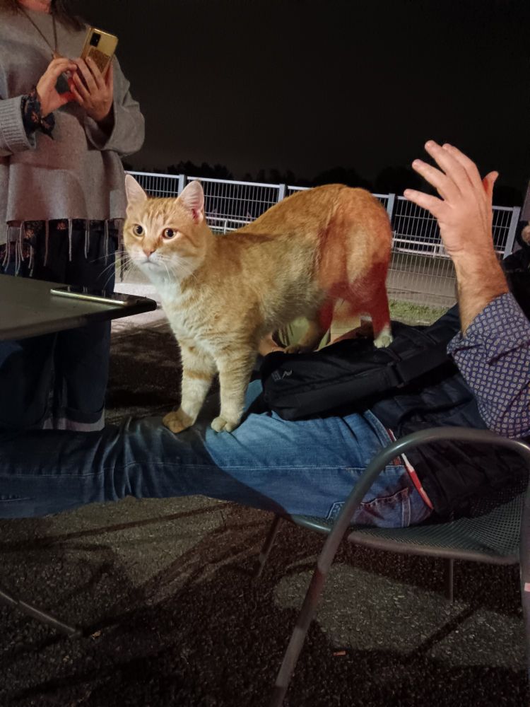 A nighttime picture of the same orange cat, now balancing on top of the man's legs and looking at something behind the camera. 