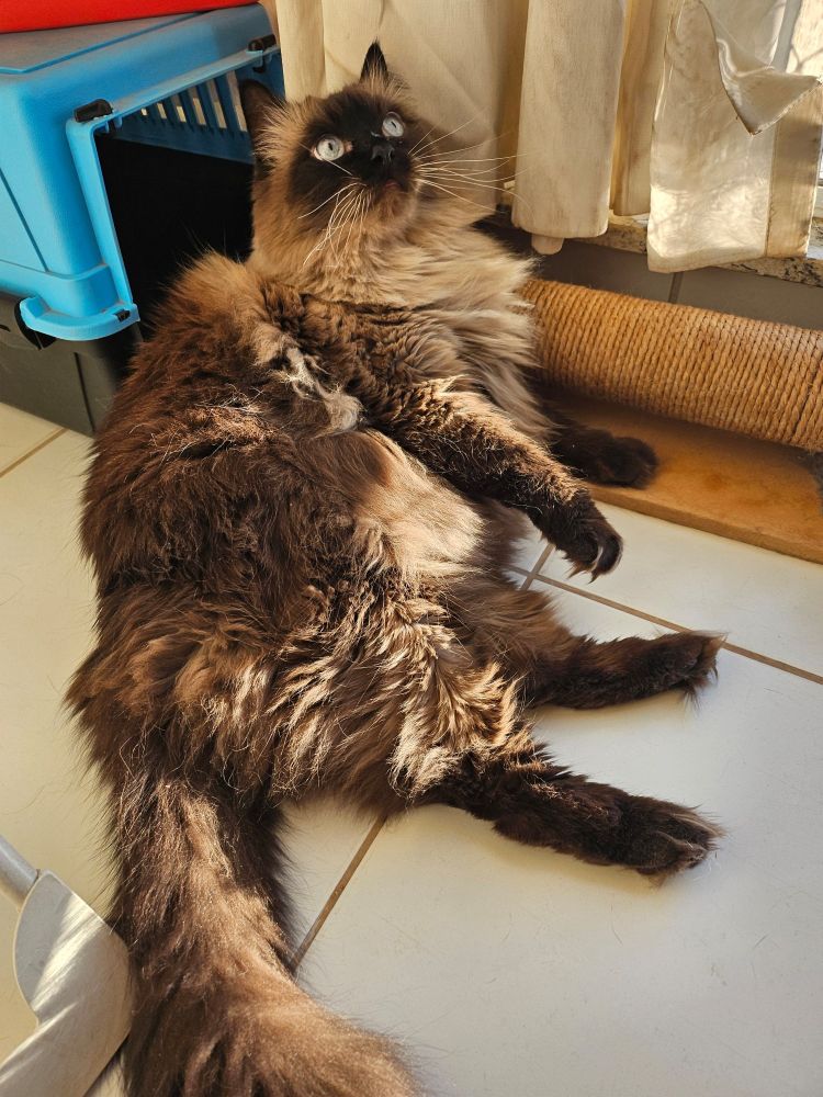 Gato Nicolau tomando um sozinho na varanda