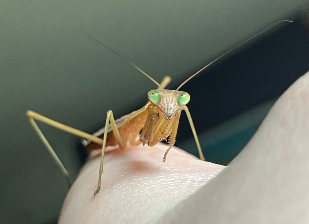 a brown chinese mantis nymph on a person's hand looking toward the camera with its vibrant green eyes.
