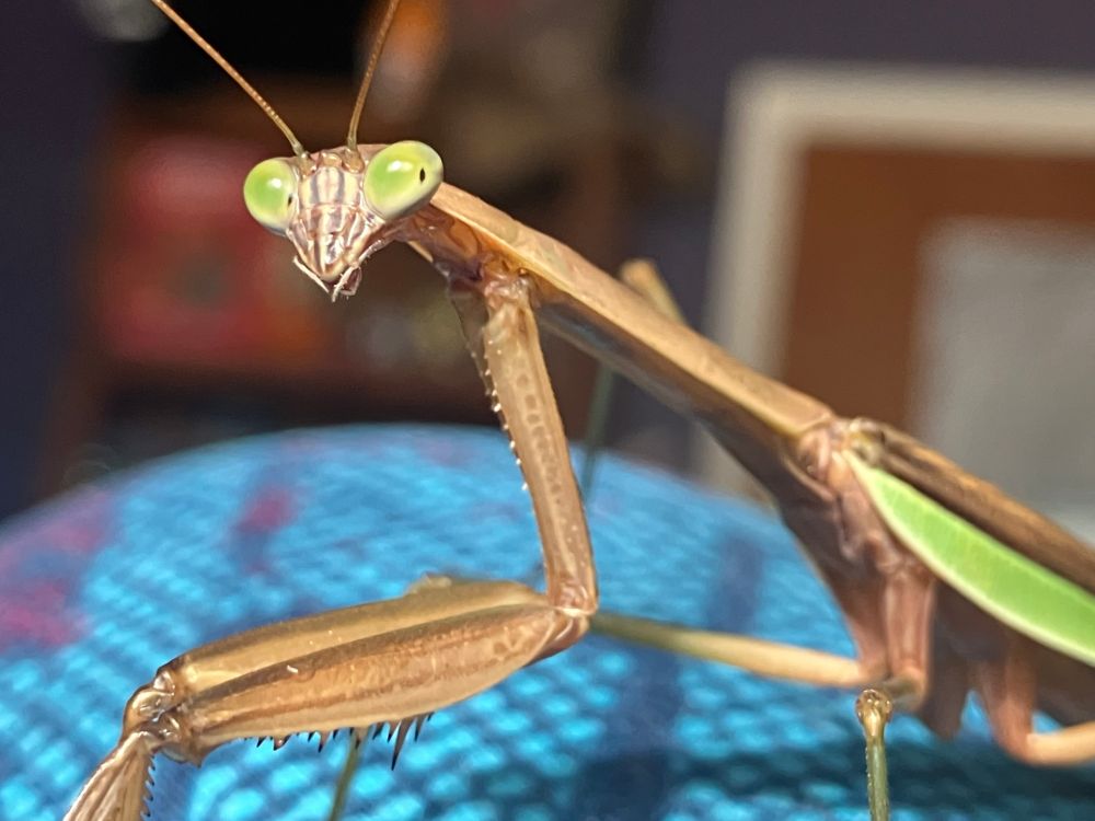 a large brown Chinese mantis's profile viewed from the side as he looks past the camera, but his pseudo pupils give the illusion he is staring to the right. The mantis is indoors.