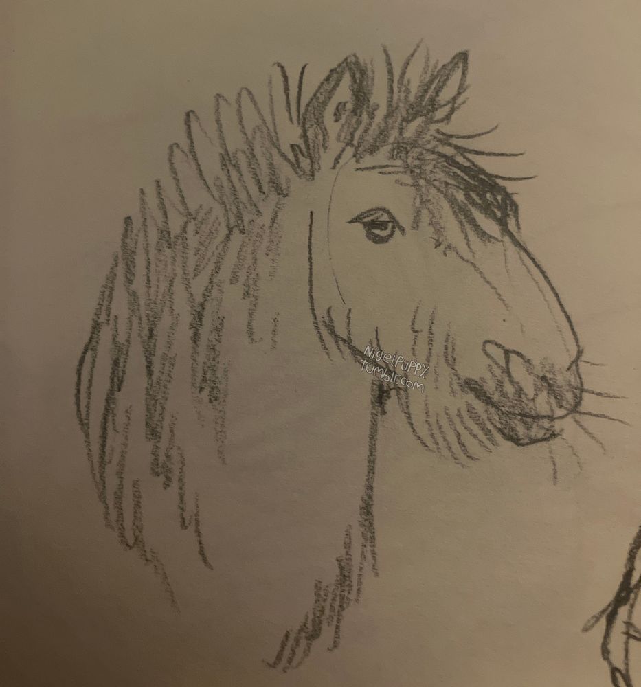 a pencil sketch on paper of a fluffy primitive-looking horse with raised ears, a short mane, and striped neck.
