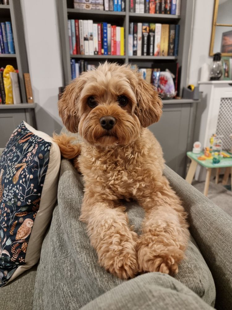A photograph of a golden-red cavapoo lying on the back of a sofa looking imploringly into the camera.