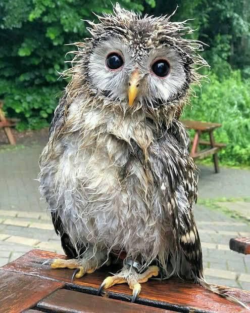 A photo of a wet and frazzled-looking owl