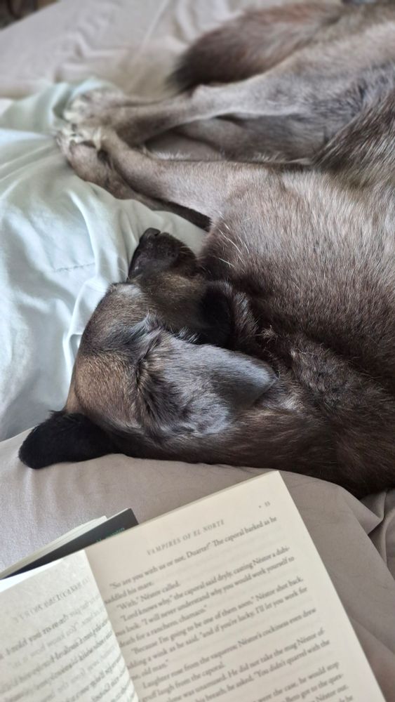 A black/gray Ripley dog sleeps on a bed next to a book 