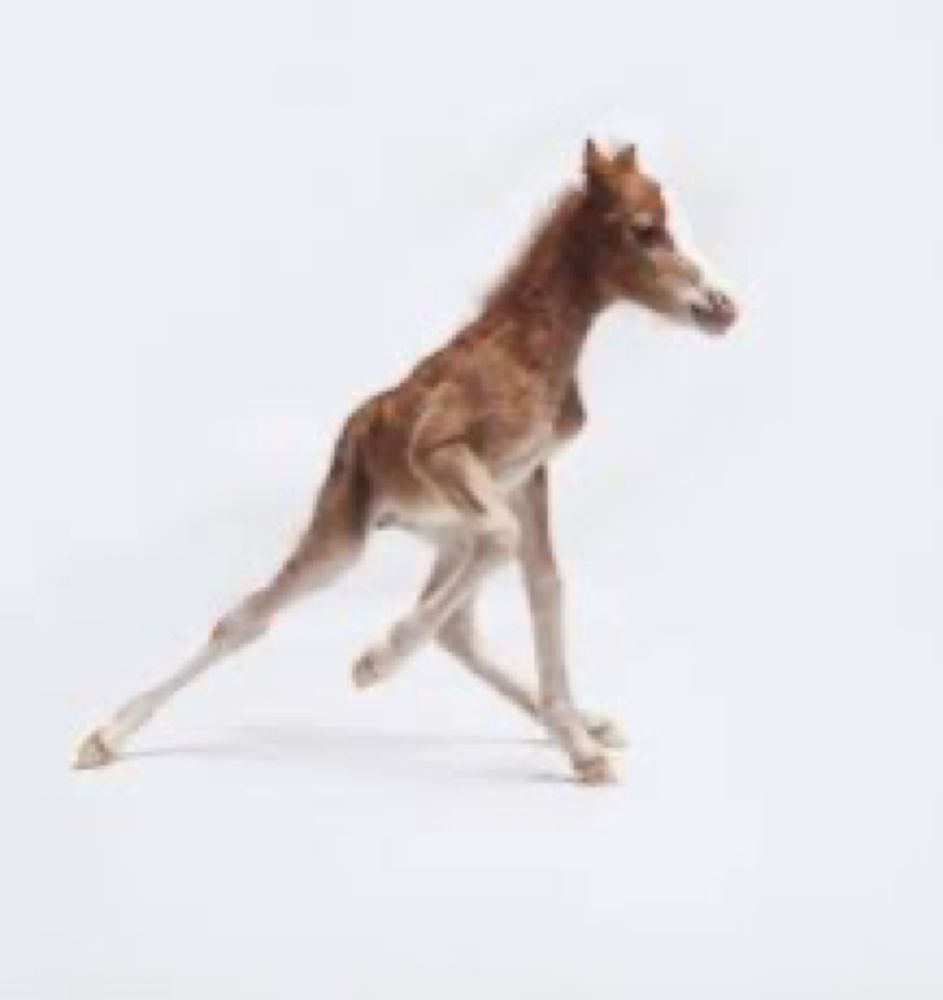 A foal trying to walk