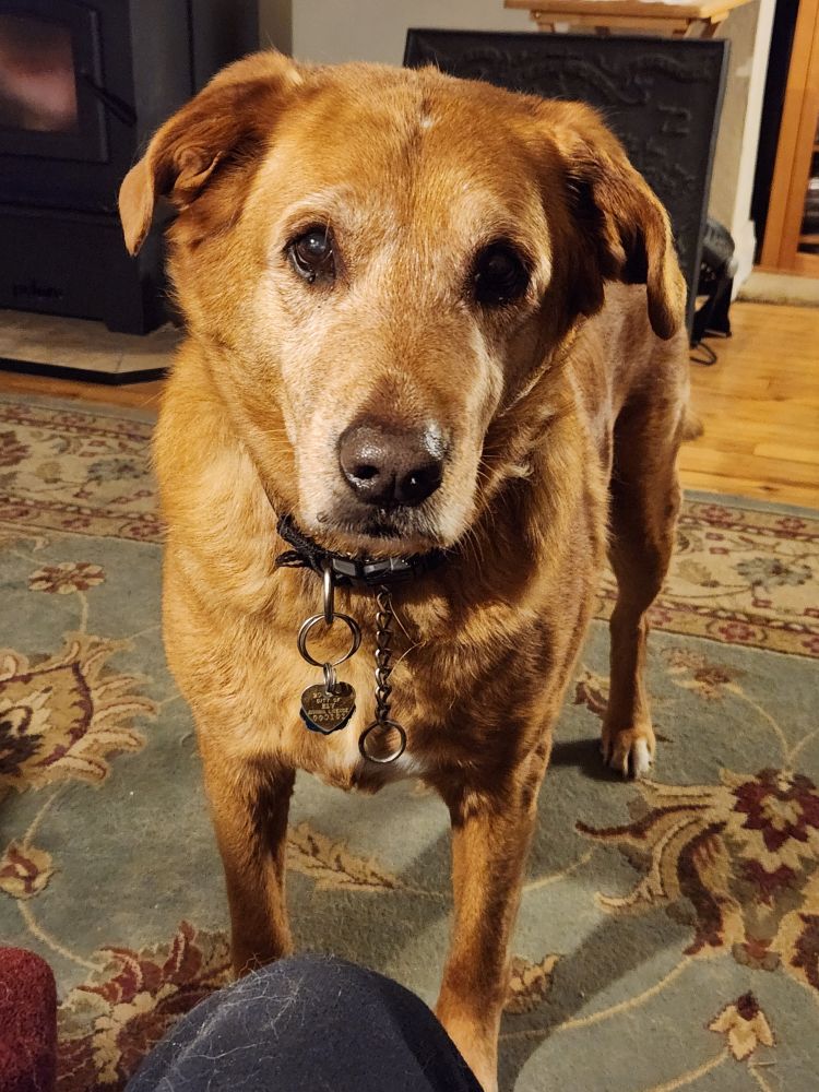 A large red dog stares at the photographer