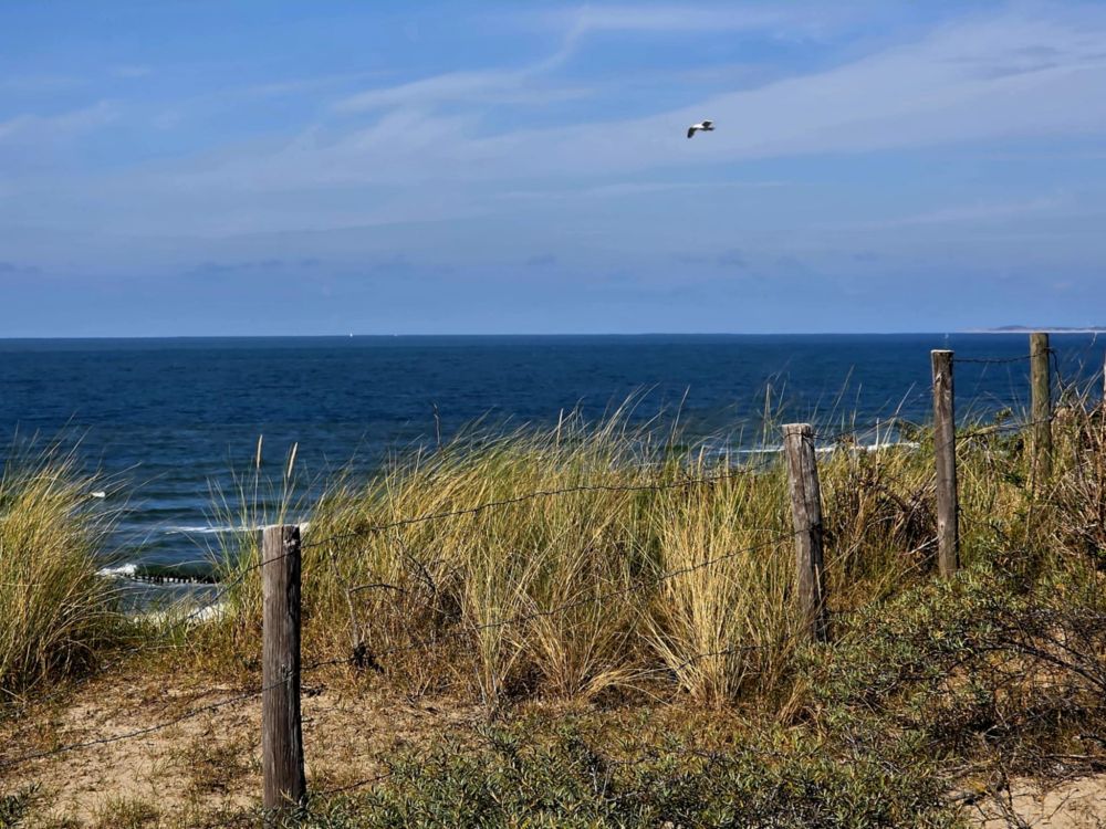 Im Vordergrund des Fotos wird der Rand des Dünenweges durch Holzpflöcke und Draht abgegrenzt, hinter dem Zaun wiegen sich Gräser im Wind. Der Blick geht in der Mitte des Fotos auf das dunkelblaue Meer und den hellblauen Himmel mit ein paar Schleierwolken, eine Möwe gleitet durch die Luft.