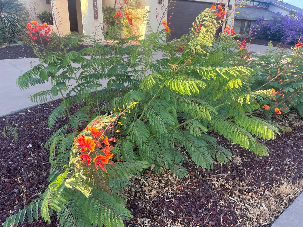 Green with orange flowers/bird of paradise