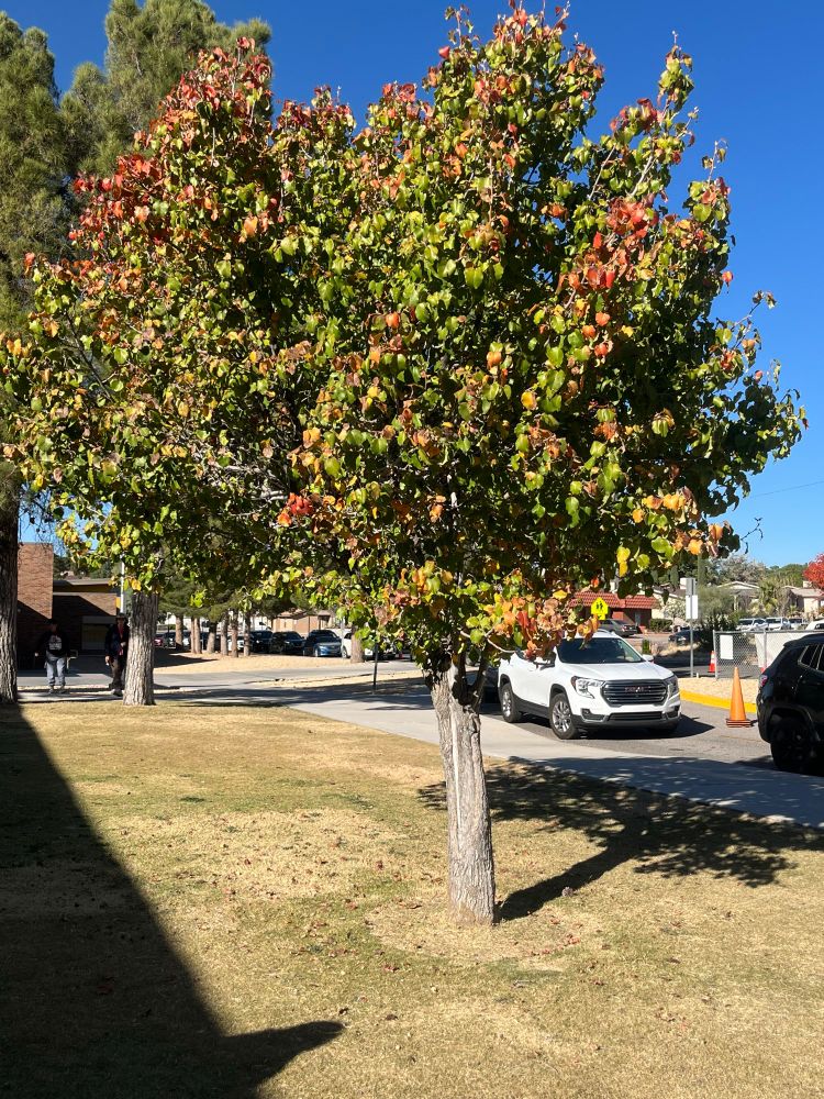 Small tree with slightly red and yellow leaves in front of cars and grass