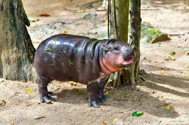 Moo Deng, Baby Hippo