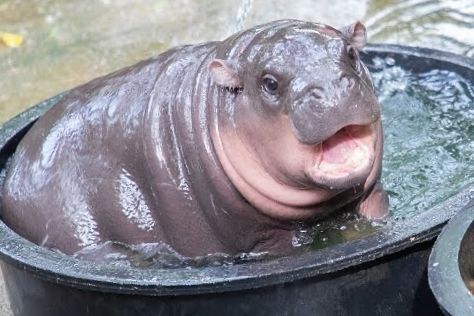 Moo Deng, Baby Hippo