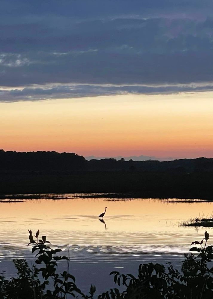 grey summer sky and its water mirror part to reveal pale glow surrounding far silhouette horizon and heron for a moment standing in ripples beyond framing branch and leaf of always marsh’s water’s edge