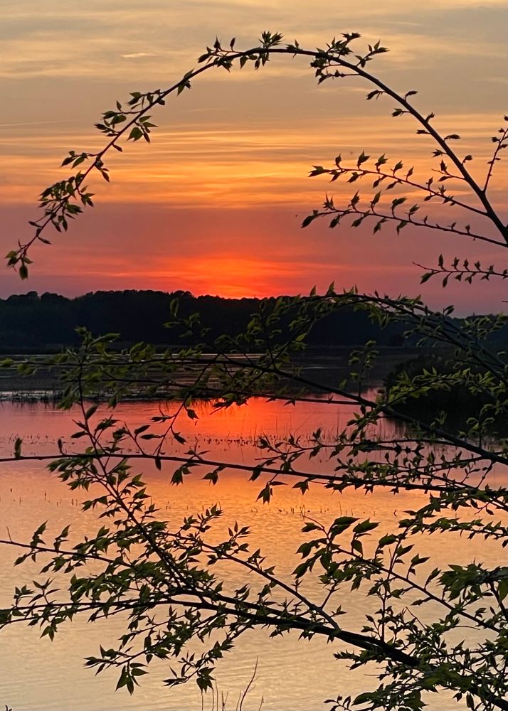 Mauve-peach glowing sky and water around a deeply greening land are framed in the crown and arc and hold of boughs sprouting tendrilled life.