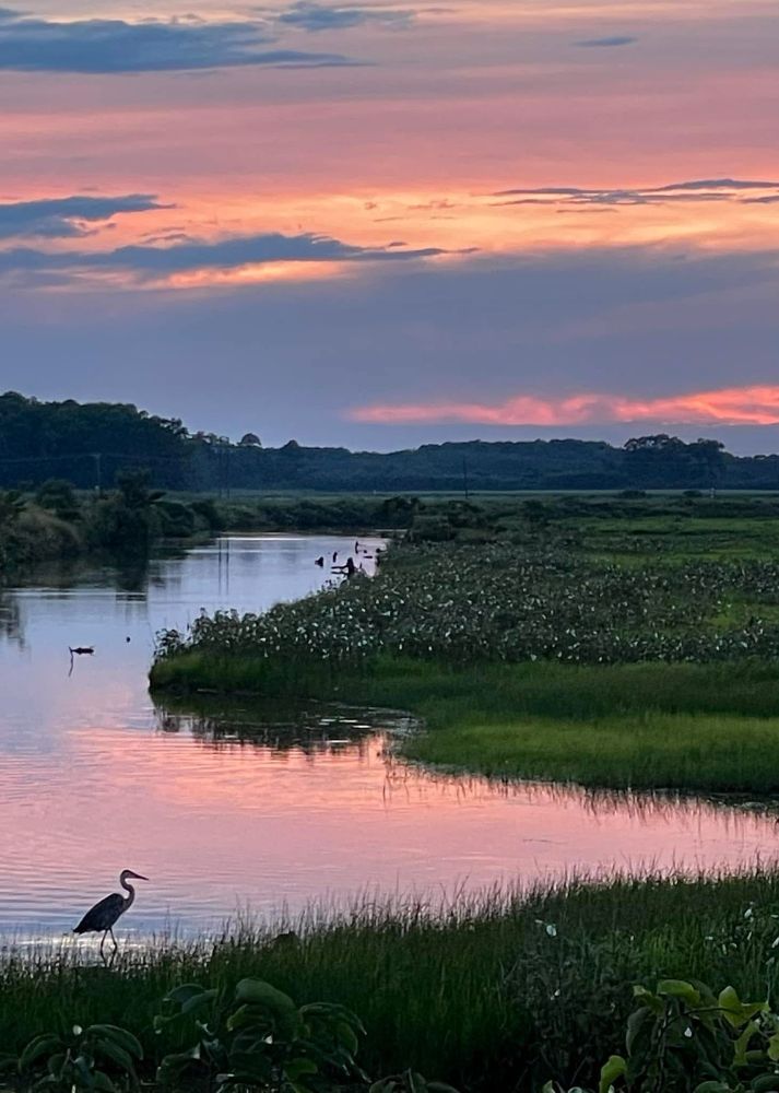 a lone heron walks in cotton candy water under cotton candy sky among the winding summer marsh deeply lush with green and dotted mallows in repose between days day’s bloom