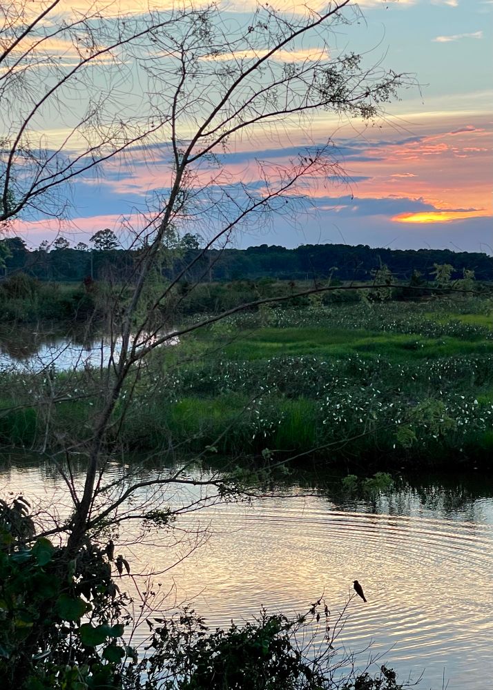 a lone kingfisher poised on a branch above wide silver ripples below as if from its vibrating song in the midst of lush marshland dabbed with wild white hibiscus beneath a glowing watercolor sky 