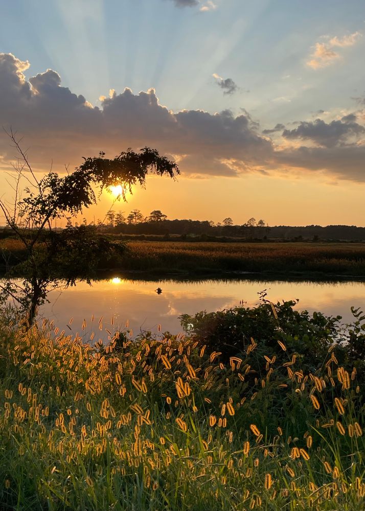 in the turning season of green and gold, sun touches every glance of life and seed along the marshland river view