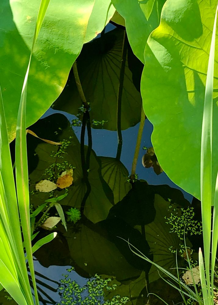 sunlit green lotus leaves curtain-frame their own reflections, revealing worlds within worlds above below 