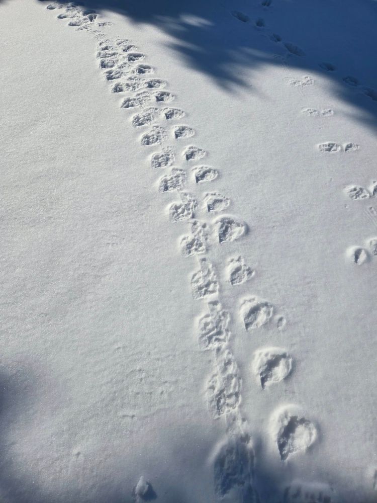 A series of vaguely wing-shaped imprints in snow.