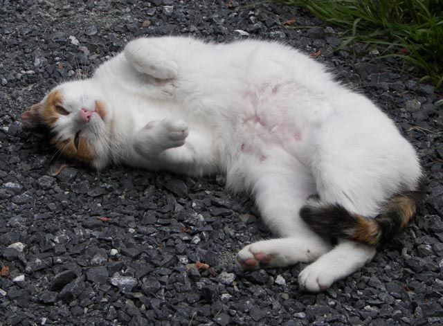 A calico cat laying on a gravel walk, curled onto her back, showing her white belly.