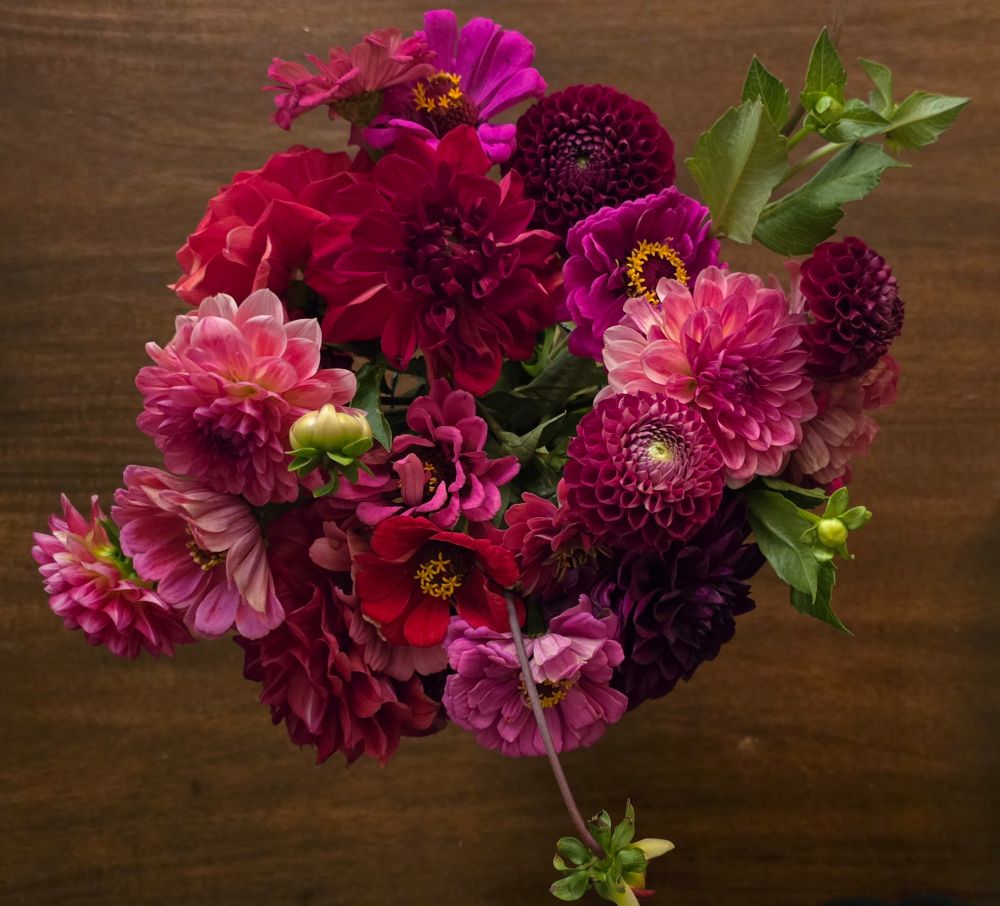 A gorgeous bouquet of pink, red, burgundy and purple dahlias