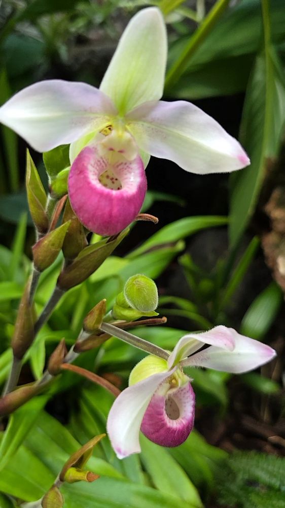 Two pink and white lady slipper blossoms
