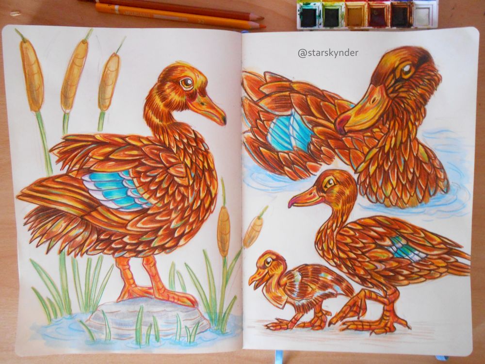 A watercolor and colored pencils drawing of a hawaiian duck in three poses: one full body pose standing on a rock, a three quarter pose in water and a full body pose with a chick.