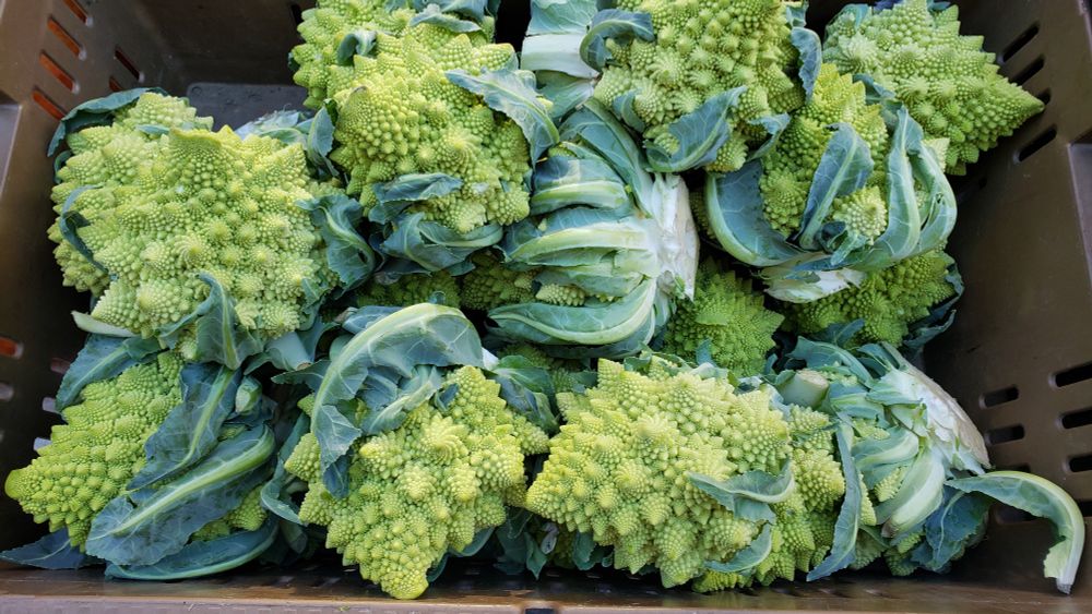 A box full of Romanesco broccoli, full of fractal goodness. 