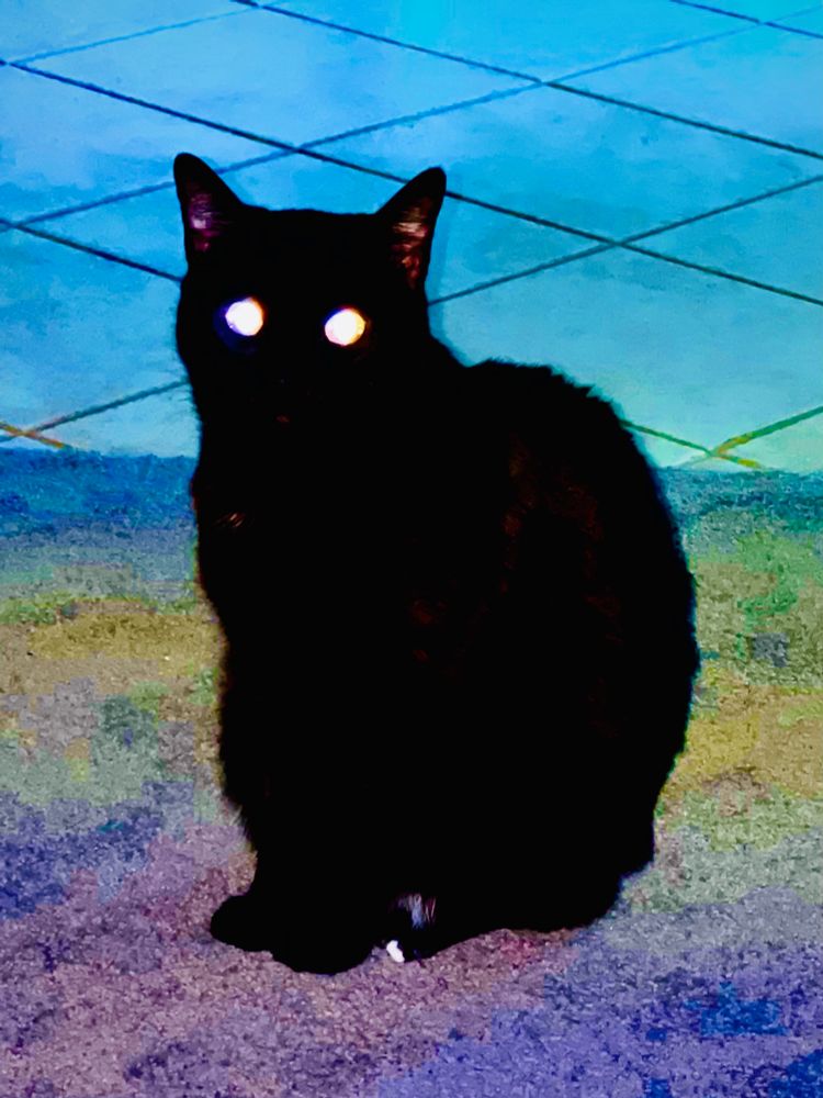A black cat sitting on carpet. The photo has been digitally edited so that the cat appears shadow-like with white glowing eyes.