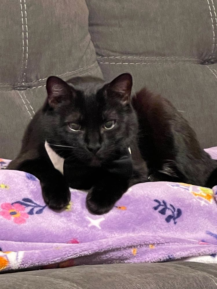 Photo of my black cat, Lilith, wearing a bowtie.