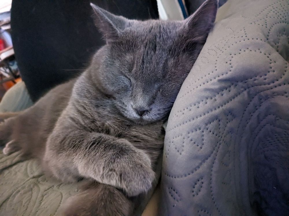 hedwig, a very photogenic grey cat, sleeping cutely