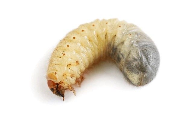 close-up of a grub on a white background. it's a segmented, fat, yellowish/whitish worm with some wee orange legs near its tiny weird orange and black pointy head. it looks gross, trust me. grubs are bug larvae. apparently they're edible, and bad for lawns.