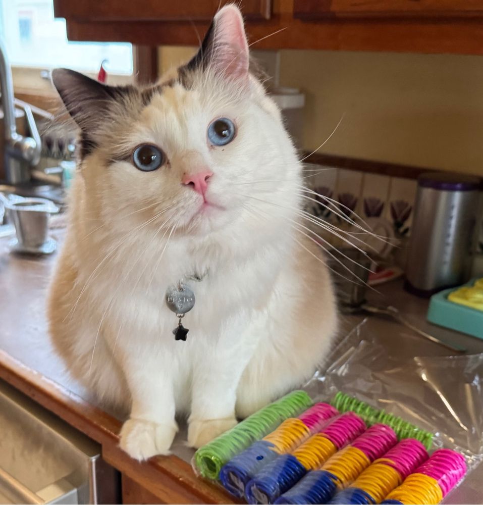 A mostly white bi-color ragdoll
cat with blue eyes, pink nose, and brown ears looking at camera seated next to a clear bag package of multi-colored springs (green, yellow, blues, and pink), with each spring about 1 inch diameter and 2 inches long, like short sections of spirals from spiral bound printed documents.