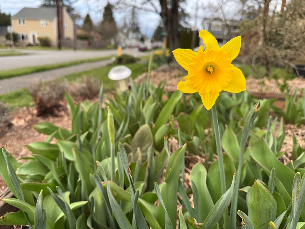 single blooming daffodil in a plot of many green bulb leaves.