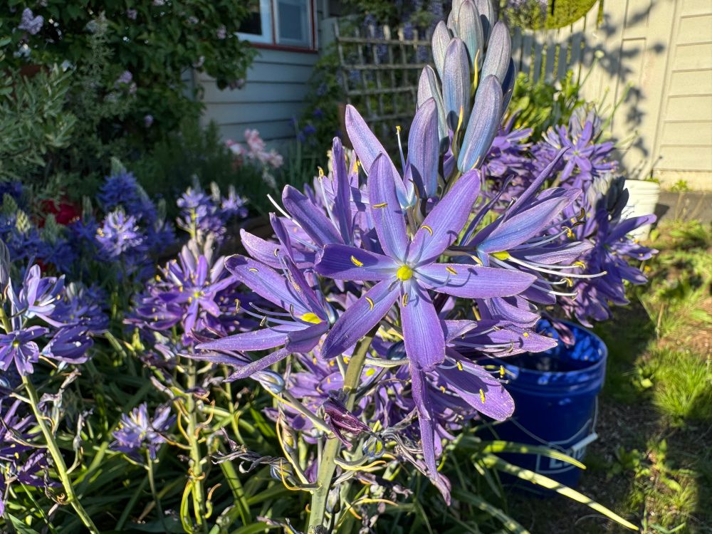 Several camas flower clusters blooming with big pretty purple flowers!