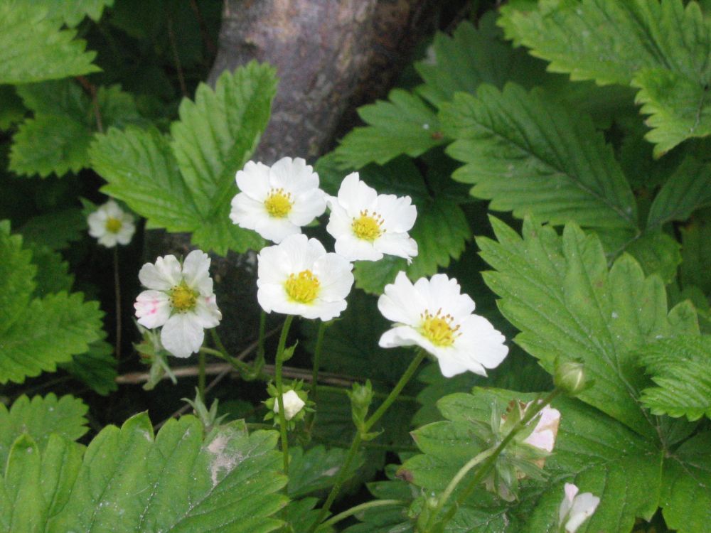 Native strawberry white flowers cluster surrounded by its strawberry leaves.