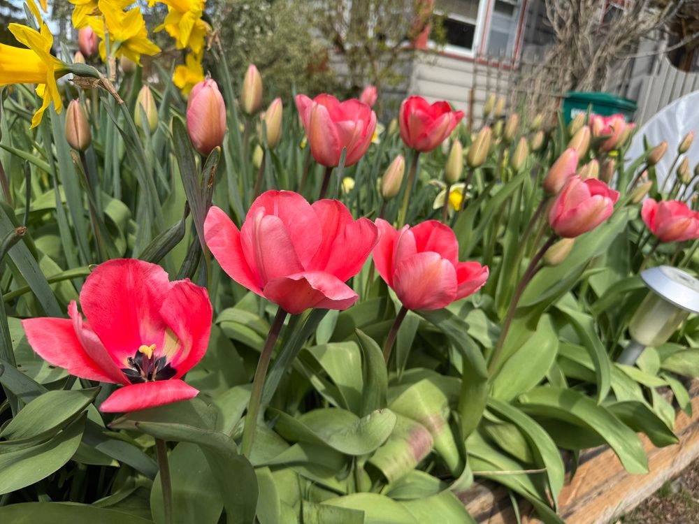 big pink tulips in a tulip bed, many open flowers in foreground and many budding flowers in background 