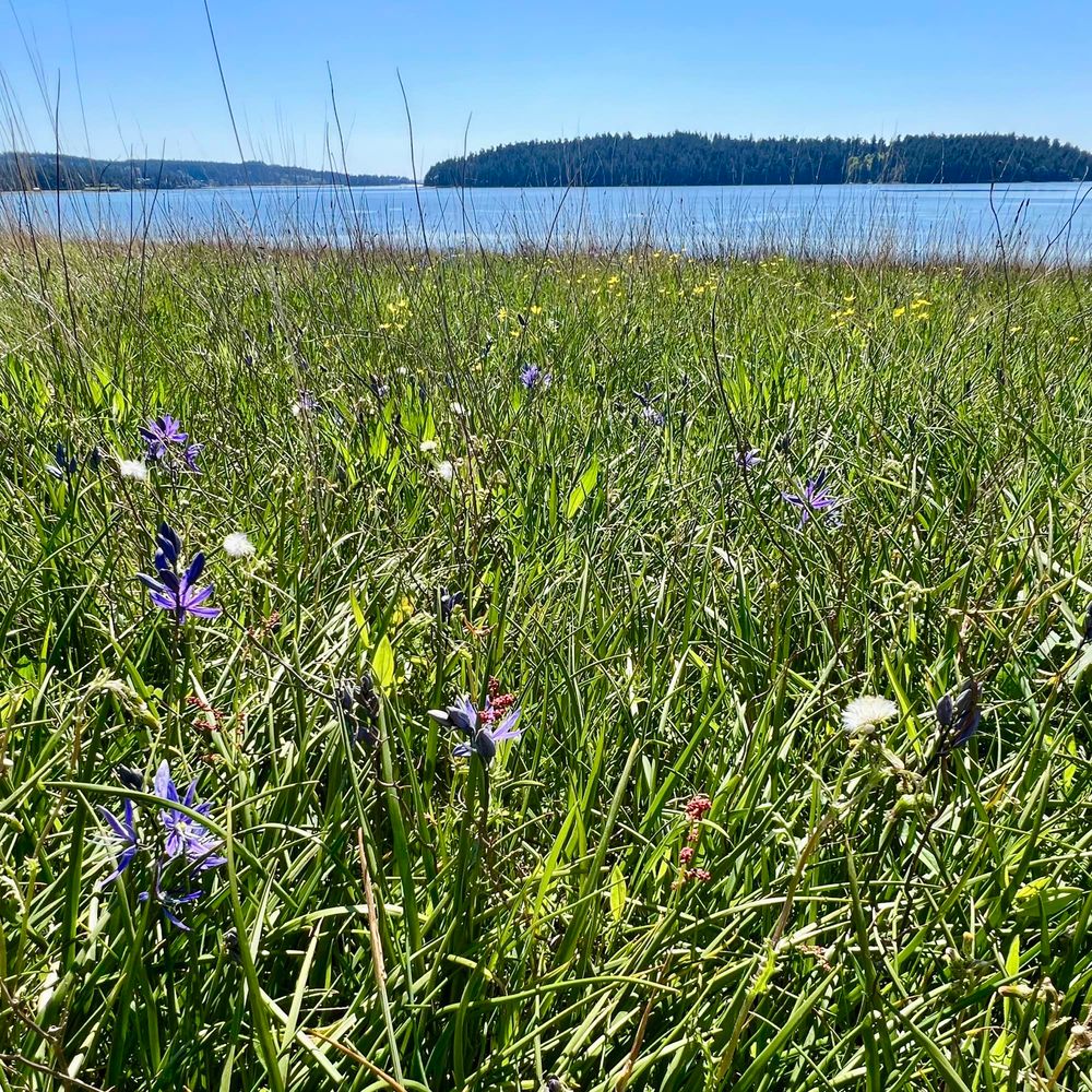 A prairie meadow on Kukutali Preserve with purple camas blooming near a saltwater bay with islands in the background.
