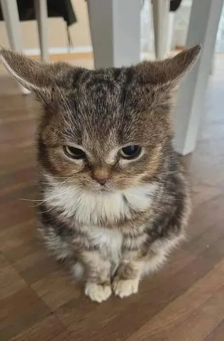 Un chat hibou triste 