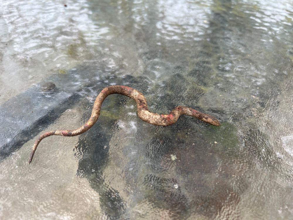A very dirty toy snake. You can see some faint red, yellow, and black markings