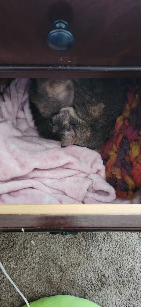An open drawer in a nightstand seen from above. Inside the drawer are several blankets and a calico cat curled into a ball