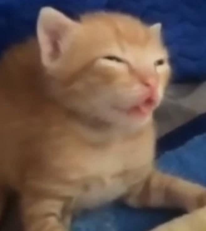 An orange kitty looking super out of it, like completely slonked off his gourd, just unrestrained sleepy