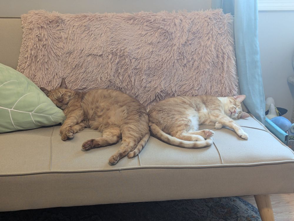 Two orange cats sleeping next to each other on a couch